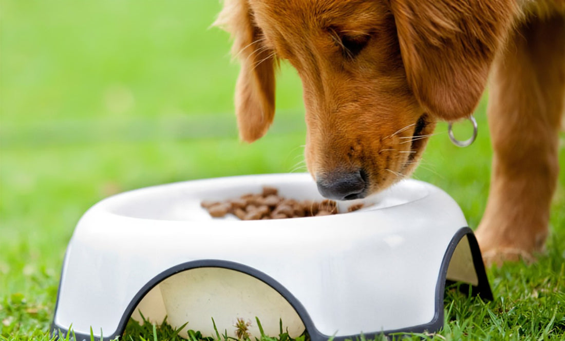 Dog Diet 101: Essential Guide for Every Dog Owner 🐾