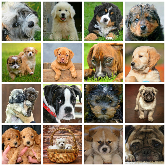 Choosing The Right Dog Breed - DOGGEAR