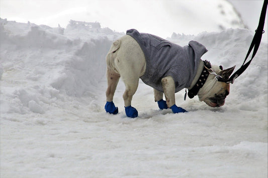 The Benefits of Cloth for Your Canine - DOGGEAR