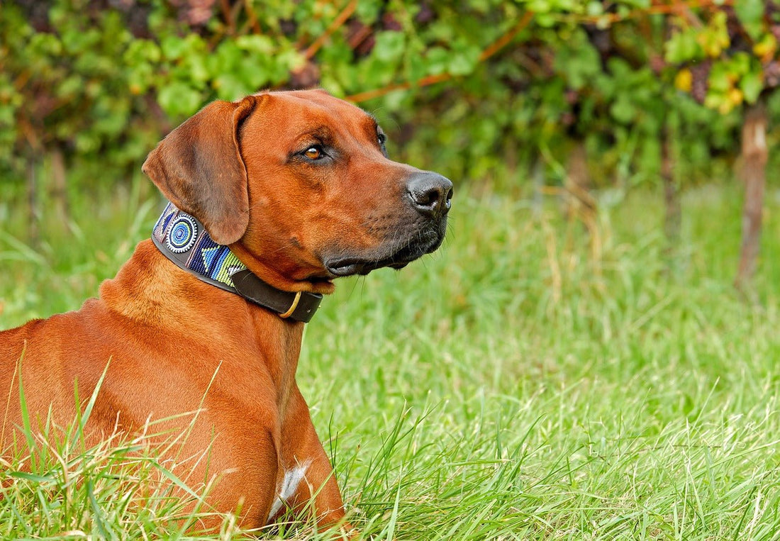 The Essential Guide to Dog Collars: Revealing the Benefits - DOGGEAR