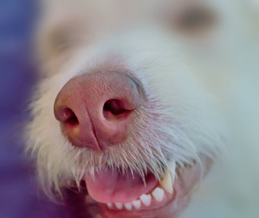 The sense of smell in dogs - DOGGEAR